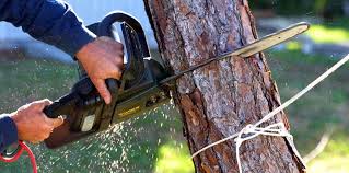 Best Tree Risk Assessment  in Daphne, AL