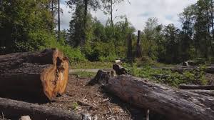 Best Fruit Tree Pruning  in Daphne, AL