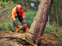 Best Soil Testing and Treatment  in Daphne, AL