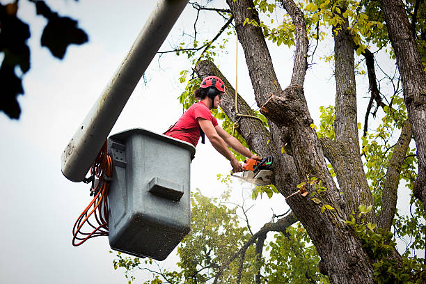 How Our Tree Care Process Works  in  Daphne, AL